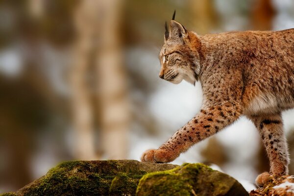 Profile of a lynx on a rock during hunting