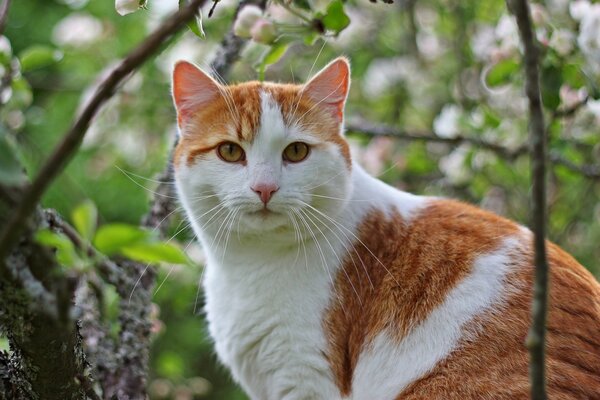 Kote Rousse avec une moustache sur un arbre