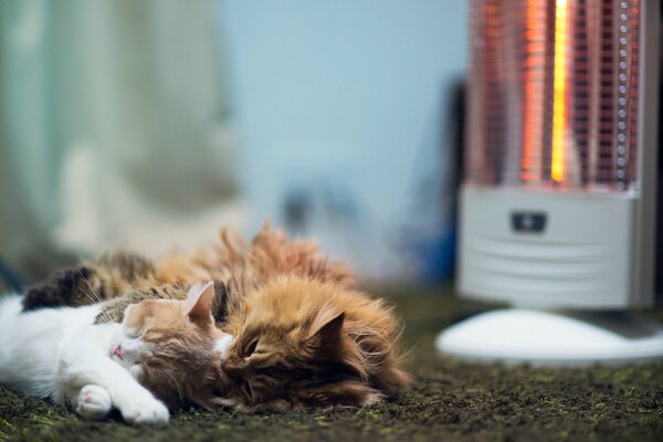 Katzen, die sich neben einer Heizung auf einem Teppich wärmen