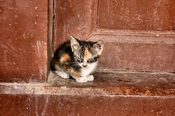 A small, lonely kitty on the background of an old door