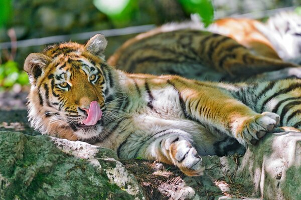 El tigre depredador de Amur yace en las rocas