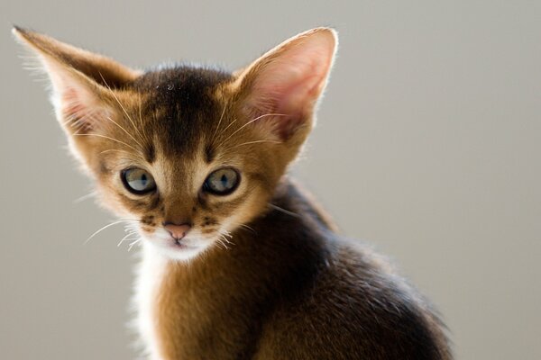 Sguardo fisso in lontananza di un giovane gatto