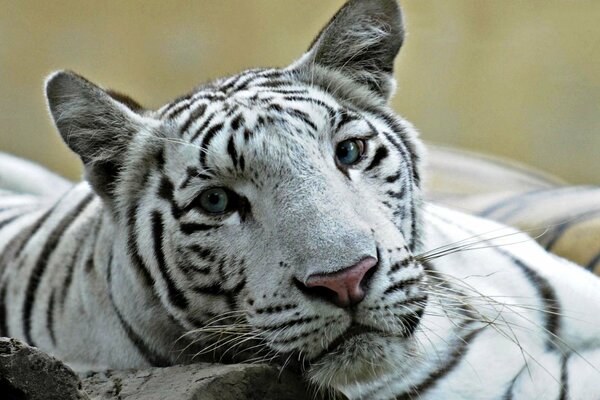 Beautiful liger with blue eyes