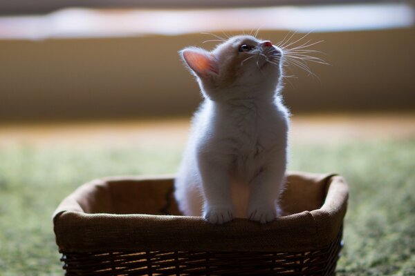 Petit chaton sort du panier