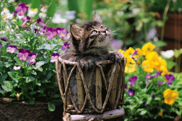 Chaton gris dans un panier sur fond de fleurs