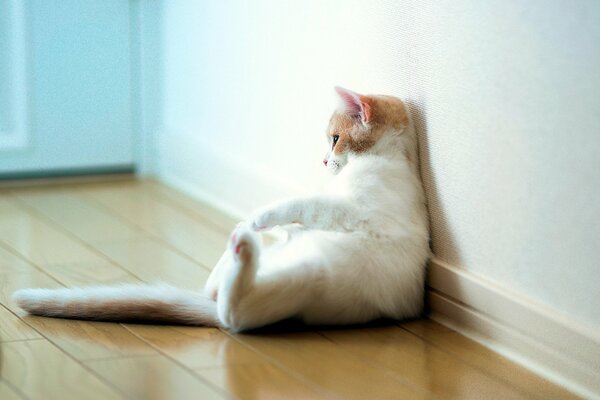 A cat sitting like a man on the floor