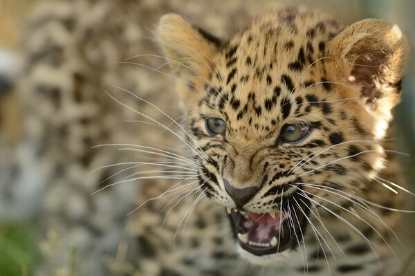 Amur leopard hisses and snaps at everyone