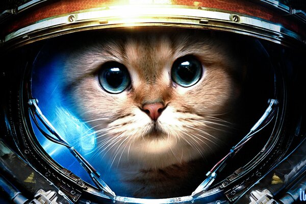 Eine schöne Katze im Raumanzug. Kosmonaut