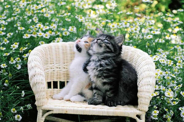 Dos gatitos en una silla en el Jardín