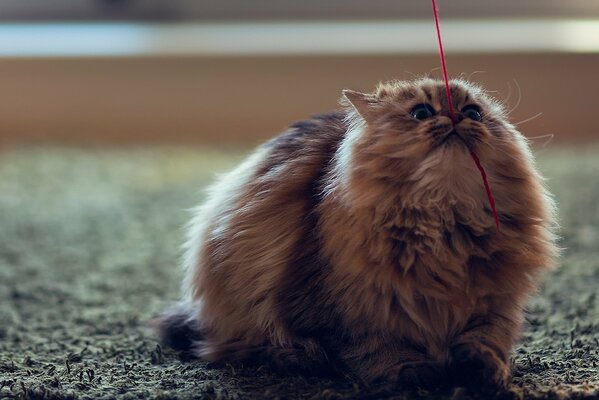 Chat jouant, fil rouge, Fluffy