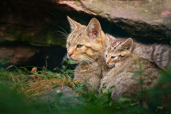 A wild cat with her kitten