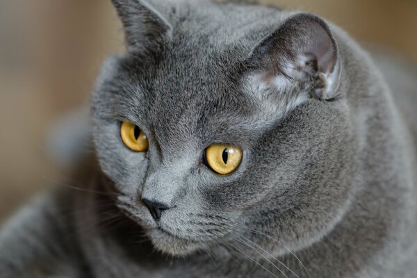 Britische Katze mit gelben Augen und Blick