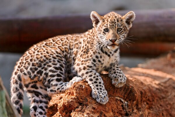 The leopard cub climbed on the rocks