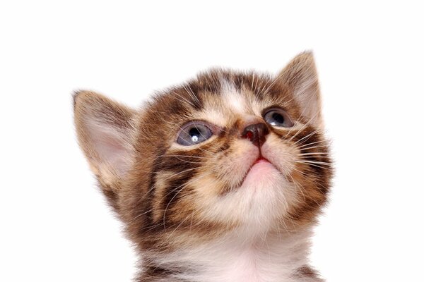 Striped kitten on a white background