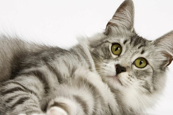 On a white background, a cat with a look