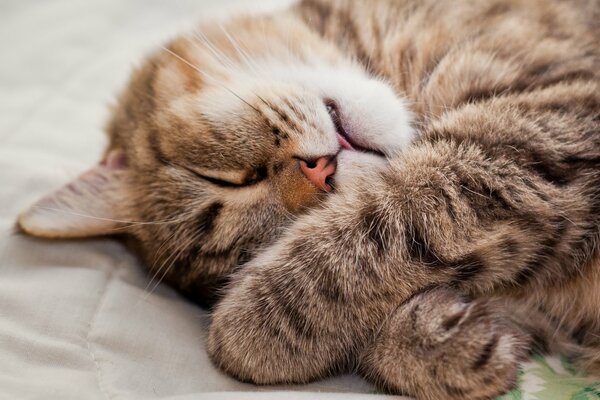 Le chat dort en pressant les pattes et en tirant la langue