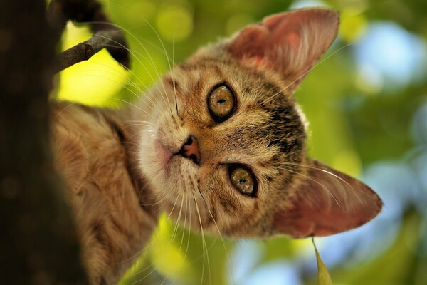 Un gatito gris con orejas en un árbol