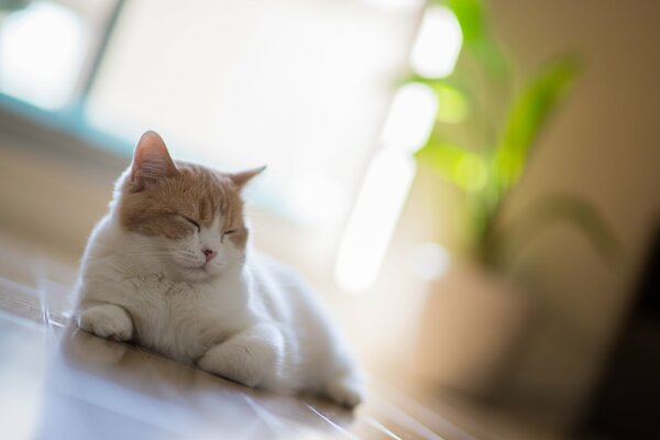 Gato capturado Hannah, Benjamin Torod en el Suelo