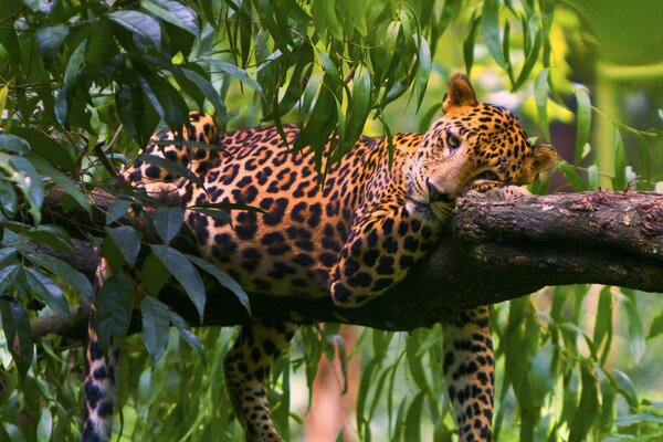 Leopard resting on a tree in the forest