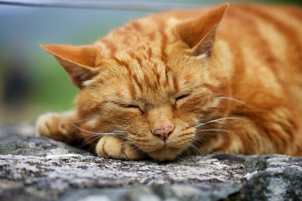 La cara del gato rojo dormido