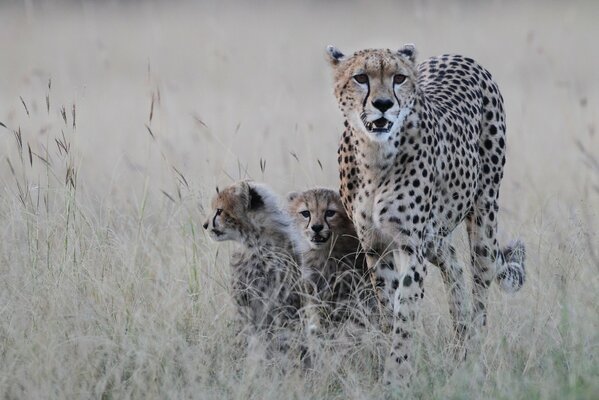 Morning walk of predators in search of prey