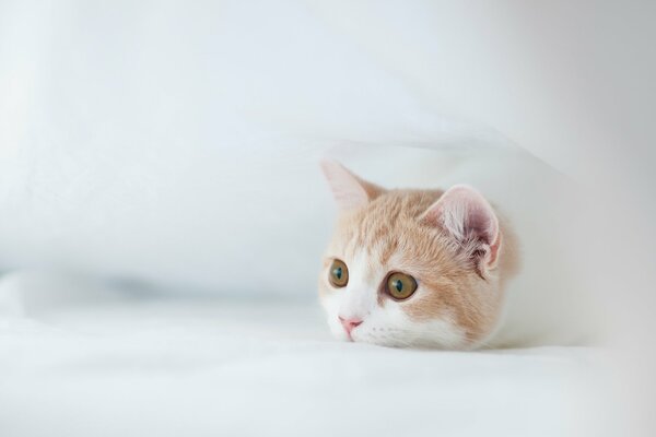 Gato pelirrojo en una nube blanca