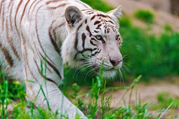 Tigre blanc se faufile avec le museau d un prédateur