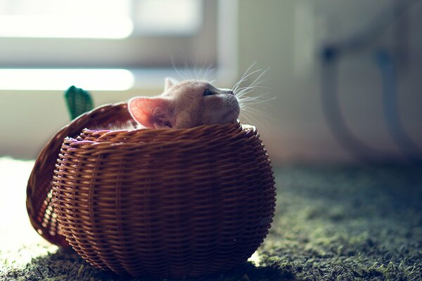 Gatito en la cesta, bebé, zarcillos