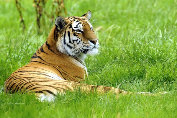 The tiger lies in the grass and looks into the distance