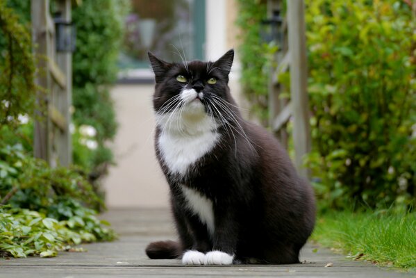 A black and white cat looks up