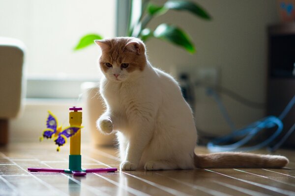 Cat playing with a beautiful butterfly