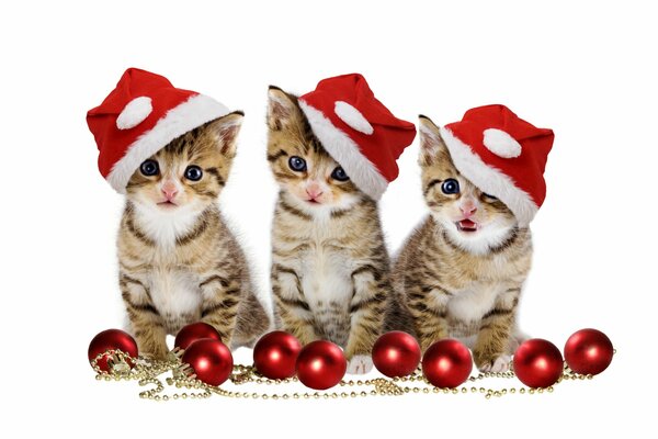 Three kittens New Year mood