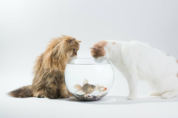 Les chats sont intéressés par les poissons dans l aquarium