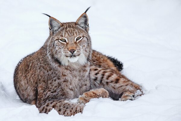 Luchs liegt im Winter im Schnee