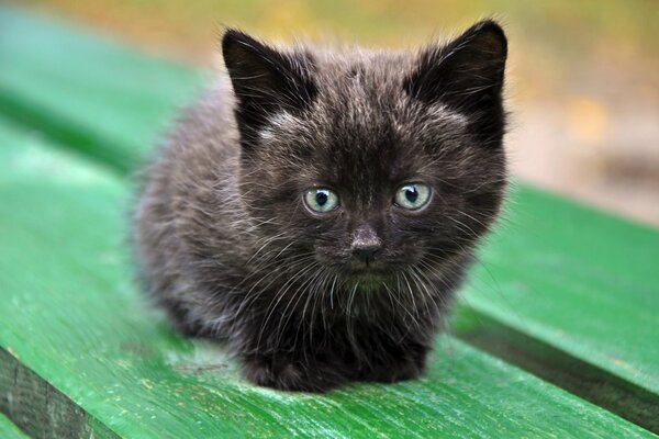 A black kitten with blue eyes on a green bench