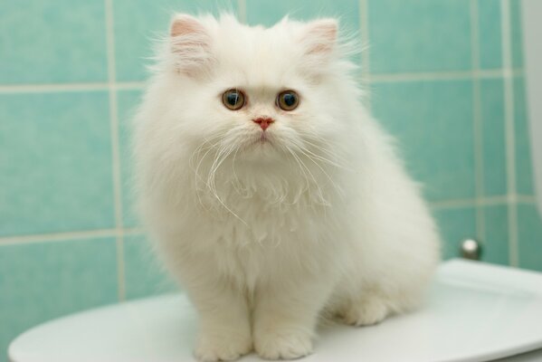 Peludo gatito persa blanco sentado en la Bañera