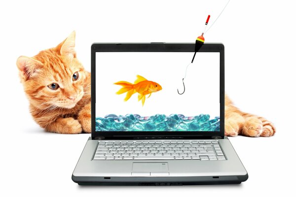 Gatto rosso e pesce rosso