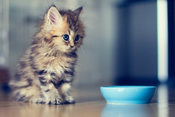 Cute kitten at the blue bowl