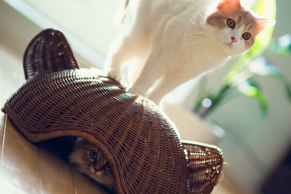 Les chats jouent le jeu se cachant dans le panier