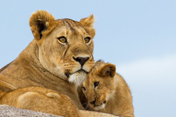 Leonessa che protegge il suo cucciolo di leone. Istinto materno