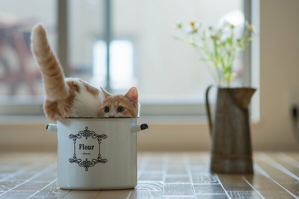 Chaton roux caché dans une casserole