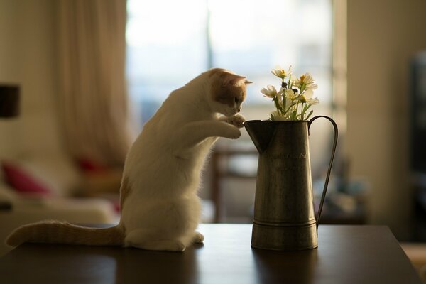 Le chat étudie la fleur, les fleurs dans l arrosoir