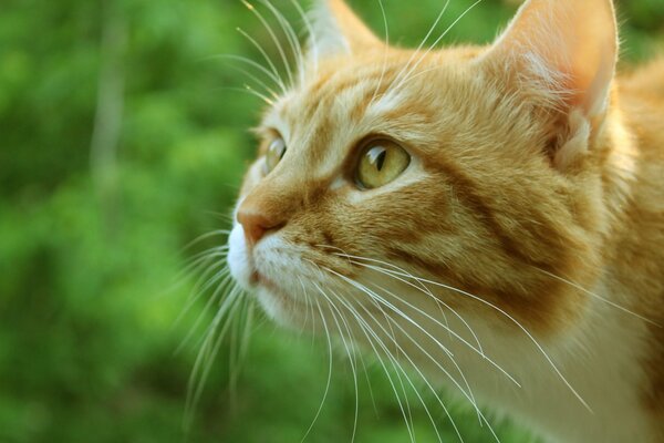 Il muso del gatto rosso segue il gatto del vicino sullo sfondo del verde