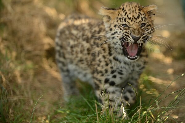 Amur-Leopard im Gras