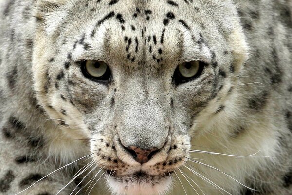 The menacing gaze of the snow leopard