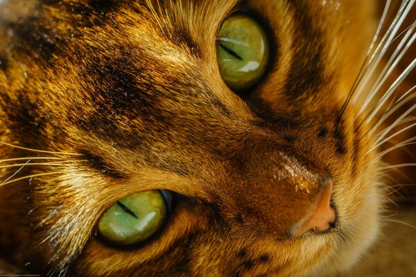 The muzzle of a green-eyed cat macro photography