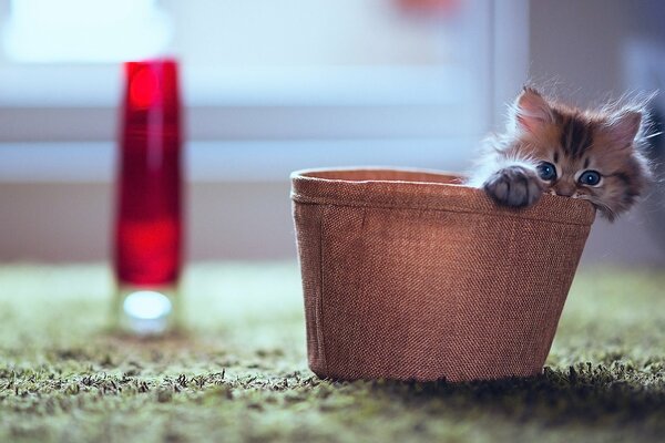 La mirada de un pequeño gatito en una Caja