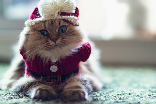 Gato acostado en traje