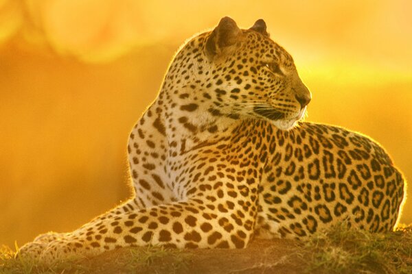 Predatory leopard at sunset