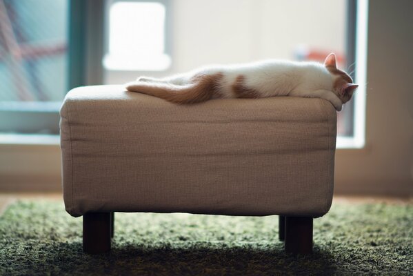 Poof, the cat sleeps on the ottoman